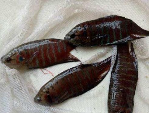  「价格」农民养这种鱼类，价格便宜长得好看，很多人都买来观赏