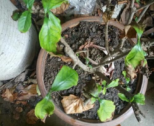  『栀子花』栀子花开完花以后要这么做，叶不黄芽不枯，二次开花再爆盆