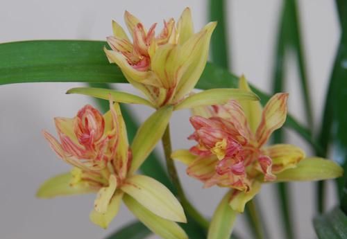 『花香』此兰花层层叠叠,花香淡雅,花型饱满,花色艳丽,花期长