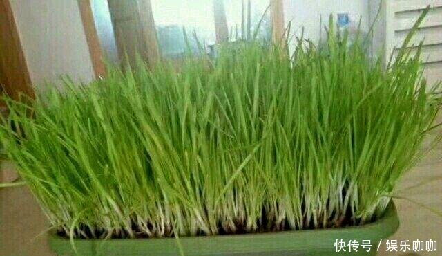  [家里]家里有阳台，种上2种菜，比养多肉强，好看又好吃，值了！