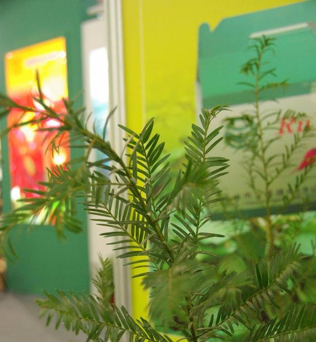  耷拉的现象|夏天盆栽红豆杉叶子容易耷拉？详解解决办法，叶子挺立才容易开花