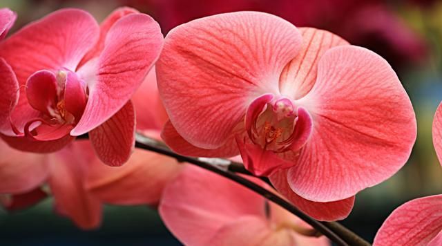  【家里】一花一世界，3种花家里必养，花大色艳比玫瑰好看，养出小花园