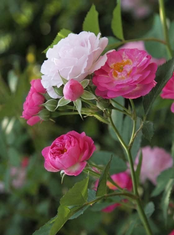 「植物」有院子养“2种花”,一枝窜到3米高,开花多又香,美到惊艳