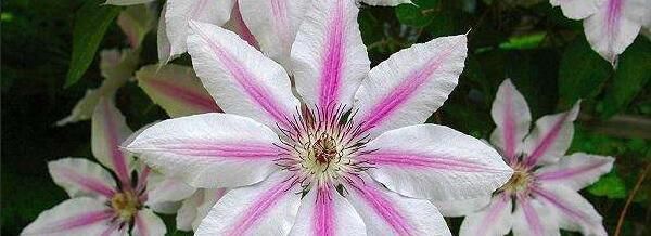  【时间】种植铁线莲的最佳时间