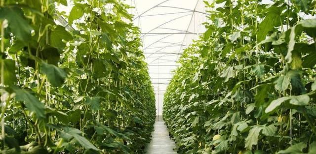 甜瓜成熟后为什么不甜?8种因素影响瓜果品质