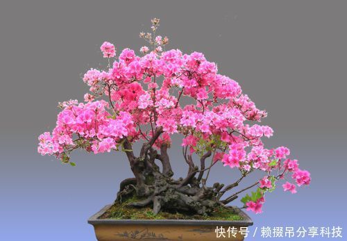 『春天』春天养花选它,红花配绿叶,观赏价值高,是家庭盆栽佳品