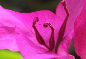 『轻松』家养三角梅总是开花少?学会这三个小技巧,轻松花开爆满盆