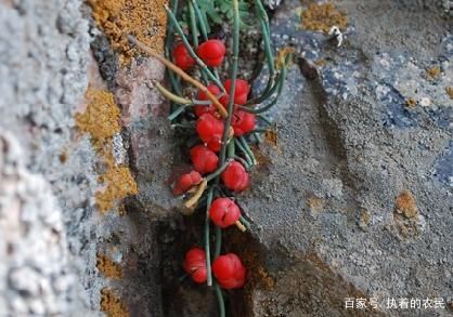  果子：它在民间不是普通物，价值高得很，真的好珍贵，请高抬贵