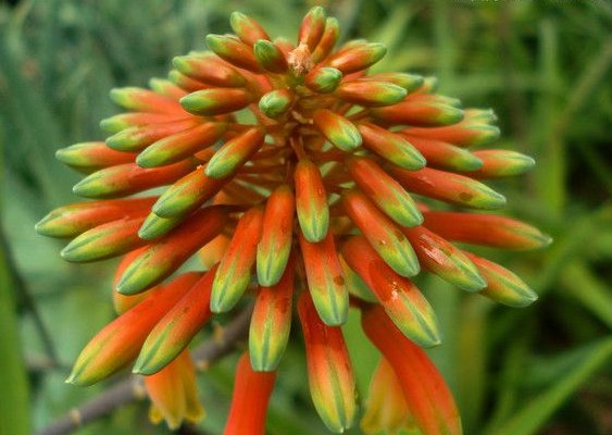  #漂亮#芦荟开出漂亮的“花”，掌握这些要点，叶片肥厚，花朵惹人喜爱