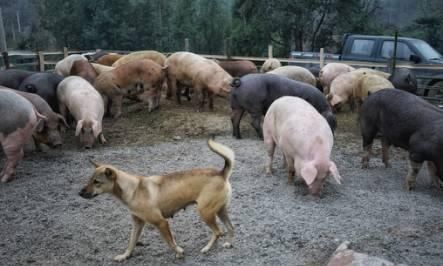  [春运]春运即将开始，农村将出现3个“罕见”现象，你遇到了吗？