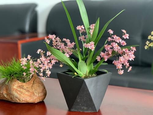 『花苞』养花养这几款,叶片肥厚,花朵清新优雅,花苞突突往外冒