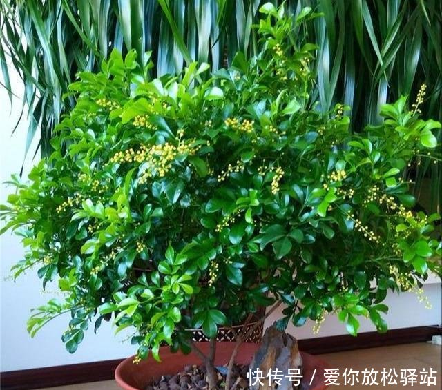  「家里」家里养花，选这4盆“健康花”，抑制病菌，睡眠好，全家都健康
