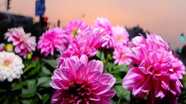 #值得#“4种乡巴佬”摇身变为最美丽的家居花,开花美又好养,值得拥有