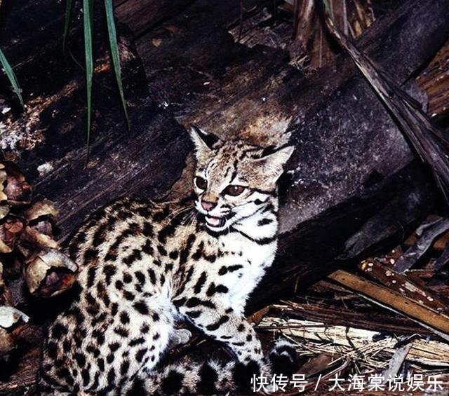 猫科动物：为什么有些猫科动物耳背有白毛这对它们的生活来说相当重要