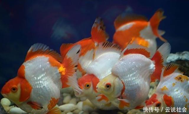  当成风水鱼：最受欢迎的观赏鱼种类、颜色有哪些？鱼只的数量有讲究