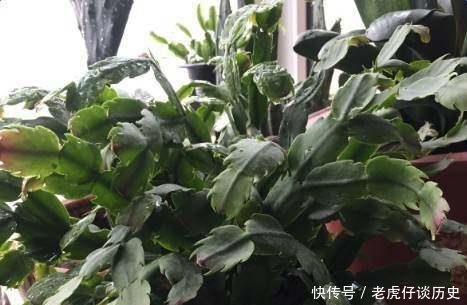 『系上的土壤』花店老板都嫌弃的花,白白送我,2个月后倒手卖100块