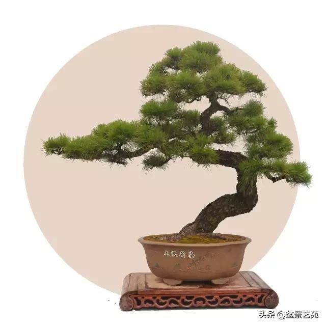  「成寸」盆景百态，缩地成寸