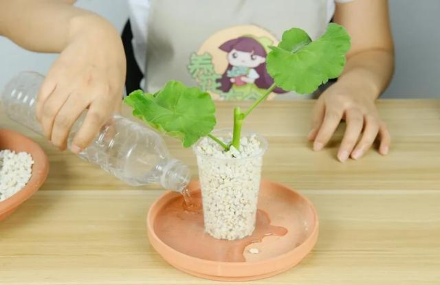  植物@好养还容易爆花的植物，除了长寿花，还有天竺葵，哪个更美