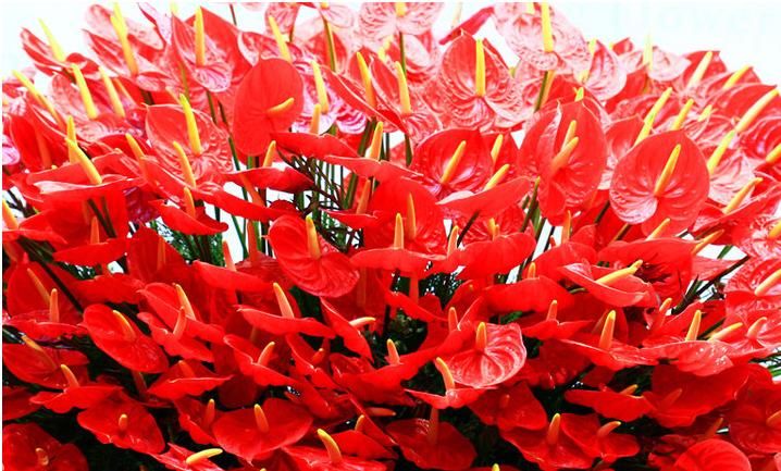  [纳财]?它花姿奇特美妍，叶片油绿，花色红艳，招福又纳财