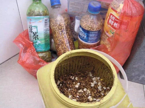  [钓法]用起来简单，也就三招，老大爷传授的“臭谷子”钓法，专攻大鲤鱼