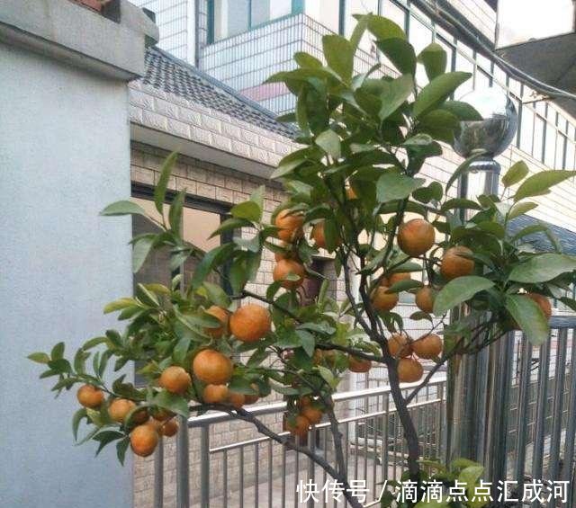 「种植」2种“水果”种阳台,好吃又好看,结果多又甜,一次吃个够