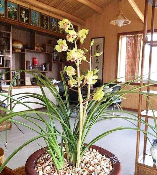  【花型】一种被低估的兰花，花型饱满，获奖无数，曾天价一苗，值得珍藏