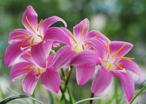  #柔美#此几款花朵花期长，花色柔美，争芳斗艳，一次开爆成花海，美爆了