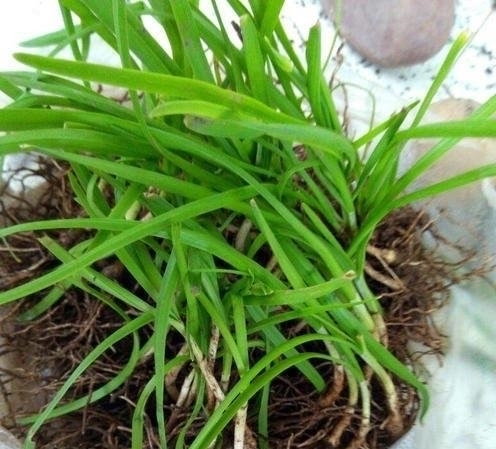  「芦笋」阳台适合种什么菜？2种菜，简单好养，种一次吃多次，月月有收获