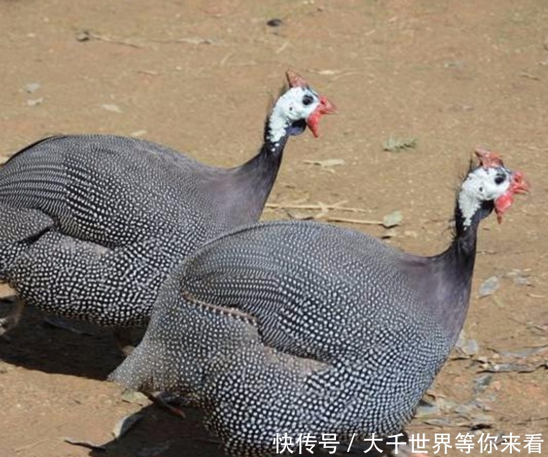  [利润]五个特种养殖项目，成本低利润高，是致富的最佳选择