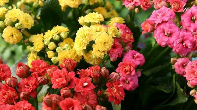  『喜欢』喜欢养护花卉，就选以下3种花，花色绚丽，花期长，观赏性高的花