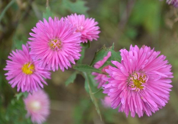 #珍品#喜欢养菊花,不如养些菊种珍品,花开大又艳,花朵清新脱俗,美爆