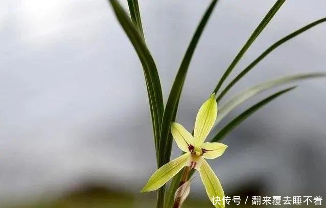 #开出#不同的兰花授粉后,第二年会开出好花吗