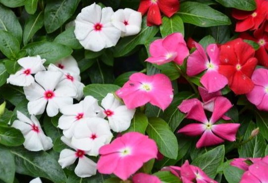  「懒人」适合懒人养的“四季花”，四季开花，枝头窜满花苞，爆出一片花海