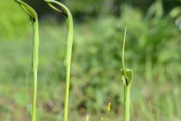  「杂草」农村地里的头号杂草，农民靠它致富，种植方式简单，价