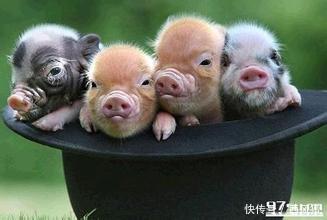 超萌袖珍猪认兔子当妈,兔子答应吗?