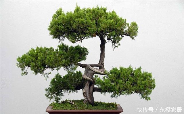 寓意|几种寓意好又大气的盆景,喜欢别错过,养在家里很气派