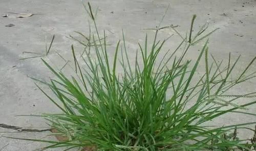 它是农村中最普通的野草，大家见到就会拔，却不知其价值珍稀