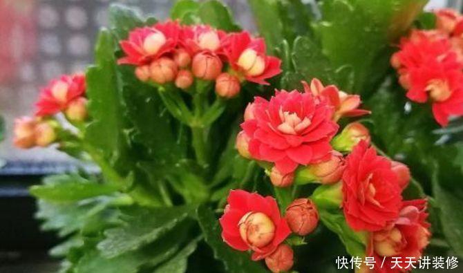 『春天』最适合春天养护的5种花,寓意好作用多,空气清新又旺财,很实用