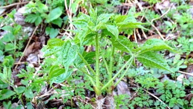  『当地人』乡下的野生植物价值堪比人参，当地人用它来炒鸡蛋，你肯定没吃过