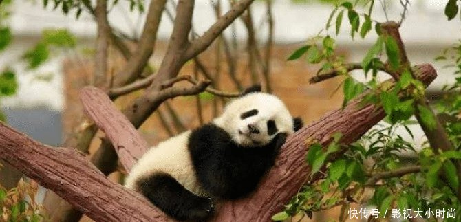 除了香港、澳门，我国还有一个特别行政区，职能虽不同却鲜为人知