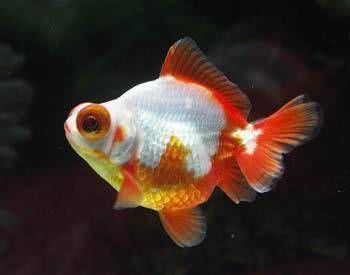  『生死存亡』硝化细菌的生死存亡，与诸多因素有关，掌握住两个大致方向即可