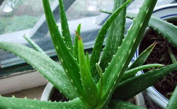 「甲醛」爱健康的人,都会养“3种”植物,能吸甲醛和臭气,养1盆都值了!