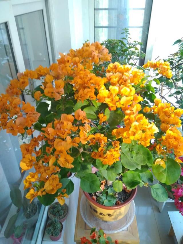  『入盛花期』夏天晒不死的4种“喜光花”，“一口气”能开半年，花量巨大
