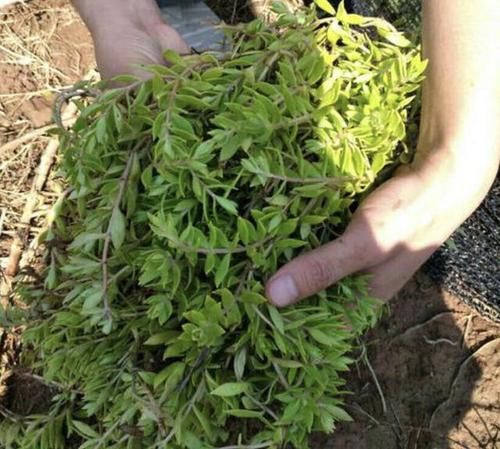  [观赏价值]小溪边的石缝里，有1种“野草”长势猛，人称“垂盆草”，很美