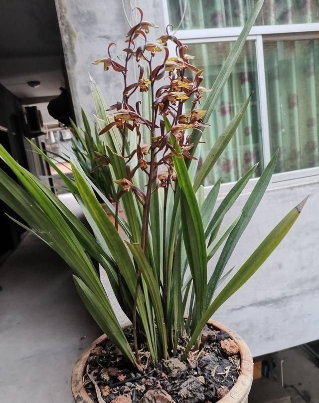  「植物」兰花的4个小“癖好”，满足它，就能开花不断！