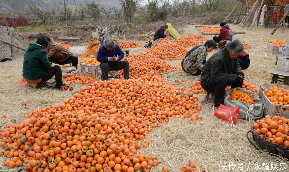 农村老媪打工给柿子削皮，削一斤1毛钱，一天削300斤挣30元
