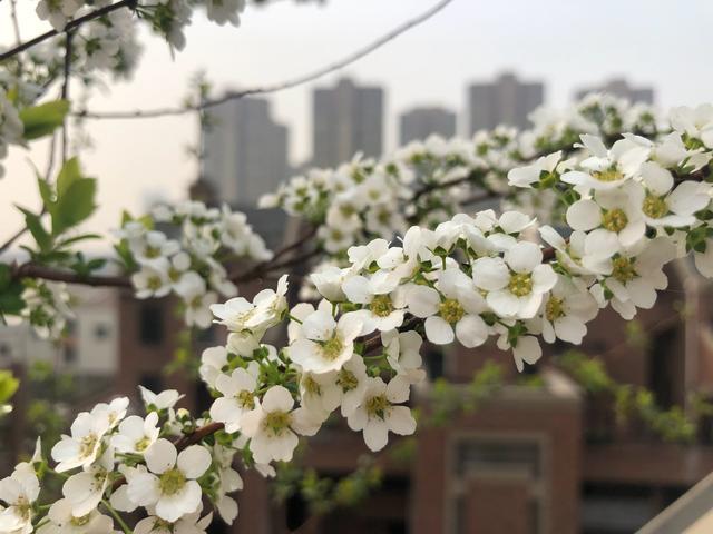 新型观赏花木，花似白雪，开花多、花期长，盆栽也可以，值得拥有