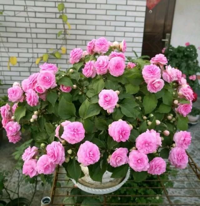  养护：凤仙花被虐待两个月还有救吗？剪花苞，浇上还魂水，一个月花爆盆