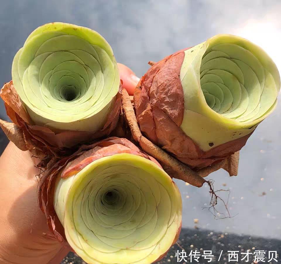 夏季|谁说夏季多肉必丑?这几种多肉夏季“叛逆”,状态反而越更漂亮!