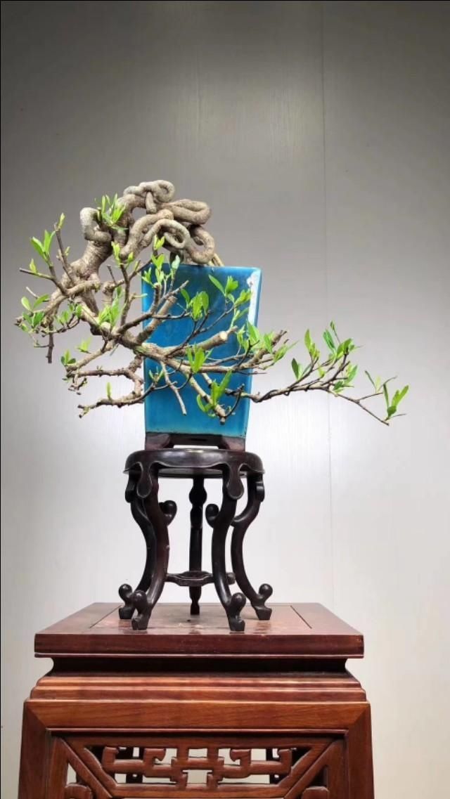 观赏该作品:盆景分为观、品、悟三个阶段,你觉得你真的懂盆景吗